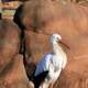 East African Crowned Crane sideways