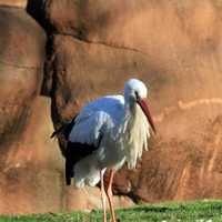 Eastern African Crowned Crane