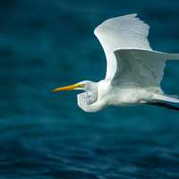 Egret in Flight