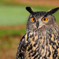Eurasian Eagle Owl - Bubo bubo
