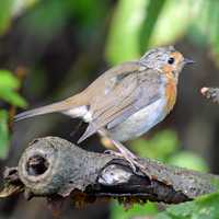 European Robin on a branch