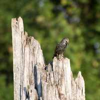 European Starling on a tree stump