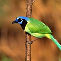 Exotic Blue-Green Bird