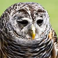 Face of Owl