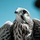 Falcon close-up