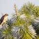 Falcon on pine tree