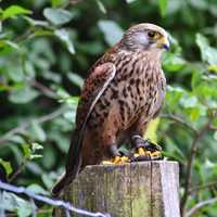 Falcon standing on a post