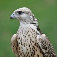 Falcon staring