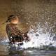 Female Mallard Duck Making a Splash