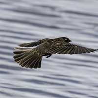 Female Red-Winged Blackbird in flight -- Agelaius phoeniceus