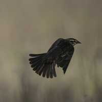 Female Red-winged Blackbird