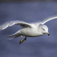 Seagull in Flight