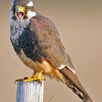 Aplomado Falcon - Falco femoralis Perched