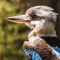 Fishing Bird Close-up