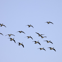 Flock of flying Geese