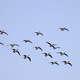 Flock of flying Geese