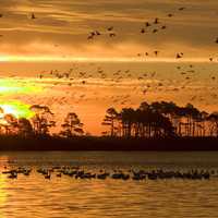 Flocks of birds in the sky under orange skies