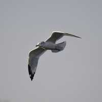 Flying Gull in the Air