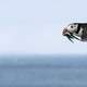 Flying Puffin with fish in mouth