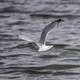 Flying Seagull over the water