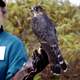 Forest Merlin - Falco columbarius