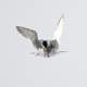 Forsters Tern preparing for a dive