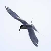 Forster's Tern hovering in the air