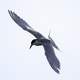 Forster's Tern hovering in the air