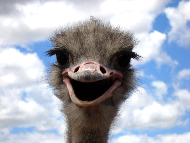 Funny Ostrich facial expression image - Free stock photo - Public