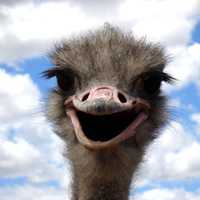 Funny Ostrich facial expression