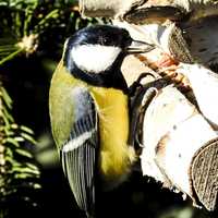 Garden Songbird - tit close-up