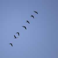 Geese flying in a row