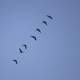 Geese flying in a row