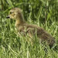 Gosling in the grass