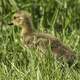 Gosling in the grass