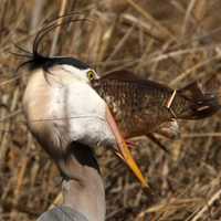 Great Blue Heron Swallowing Fish