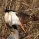 Great Blue Heron Swallowing Fish