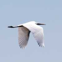 Great Egret in flight