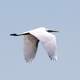 Great Egret in flight