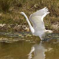 Great Egret taking flight