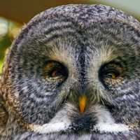 Great Grey Owl face