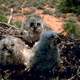 Rocky Mountain Great Horned Owl Chicks -- Bubo virginianus
