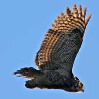 Great Horned Owl in flight