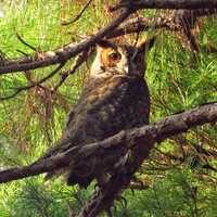 Great horned owl in the branches