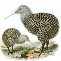 Great Spotted Kiwi - Apteryx haastii