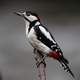 Great Spotted Woodpecker on a branch