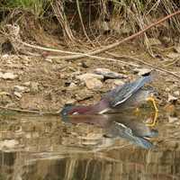 Green Heron Diving for Fish