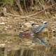 Green Heron Diving for Fish