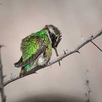 Green Hummingbird on Branch