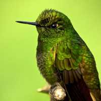 Green hummingbird